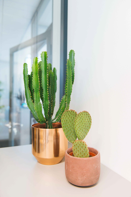 cactus bureau