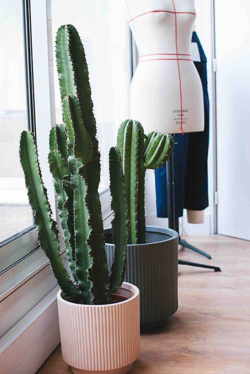 grands cactus bureau
