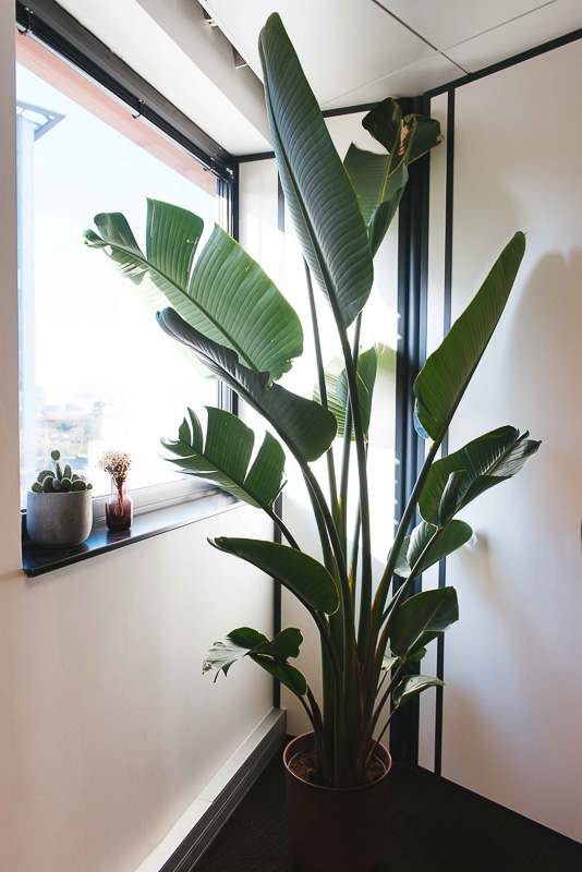 grande plante tropicale bureau