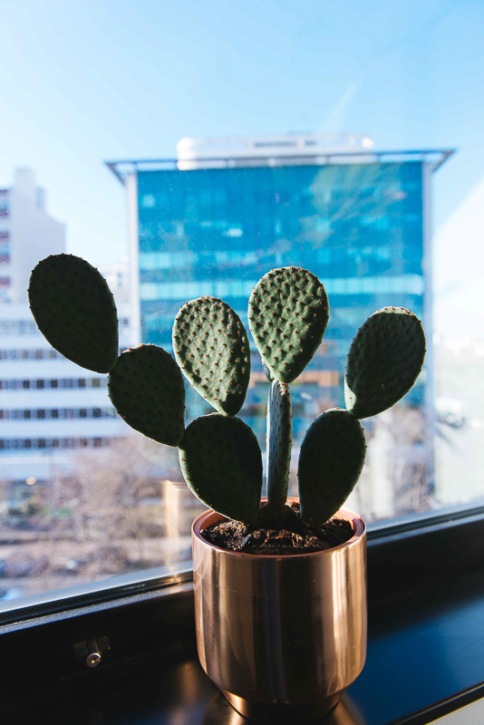 cactus bureau