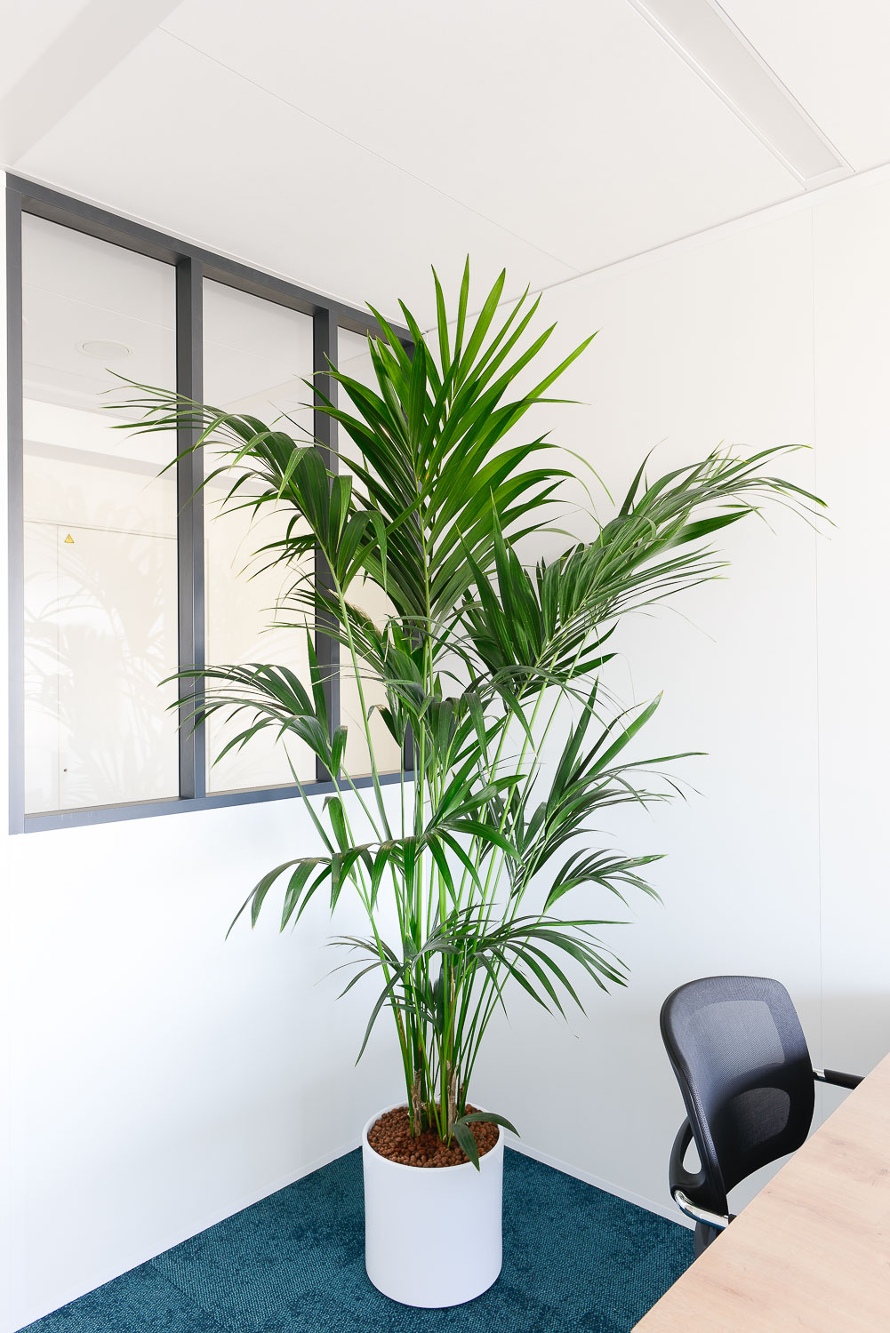 palmier kentia bureau