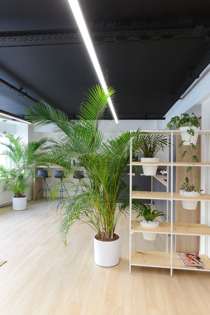 plantes espace café bureau
