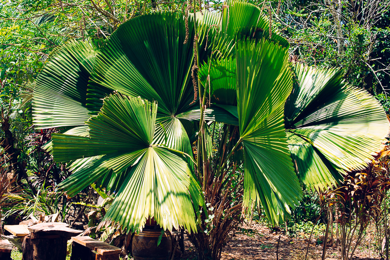 palmier jungle thailande