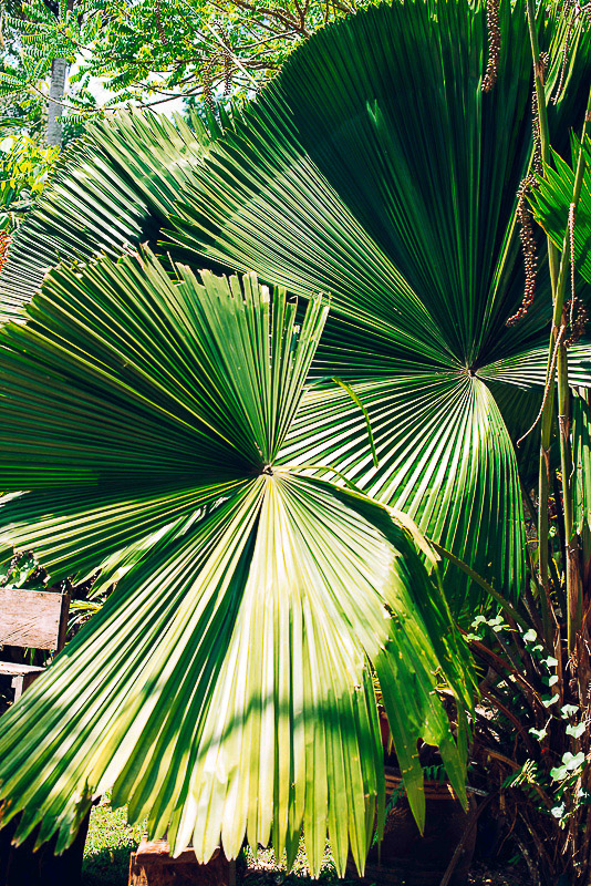 palmier jungle