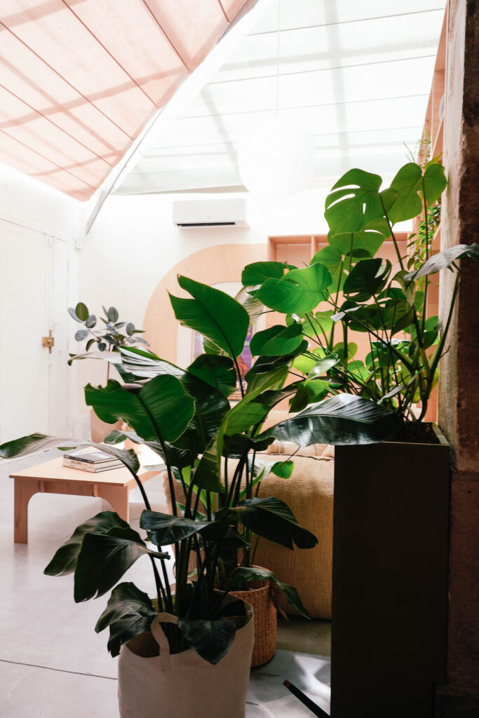 Plantes tropicales dans un bureau