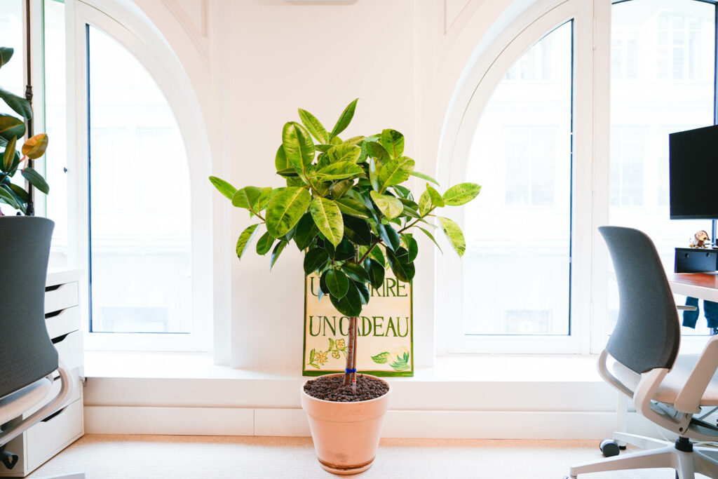 plante originale bureau