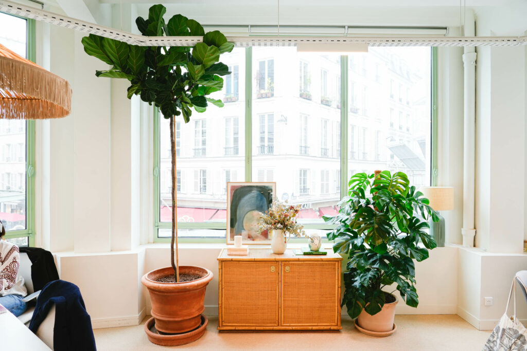 grande plante bureau