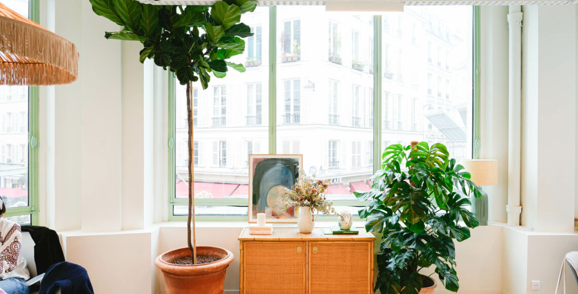 grande plante bureau