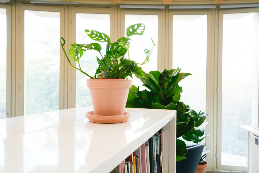 plantes bibliothèque