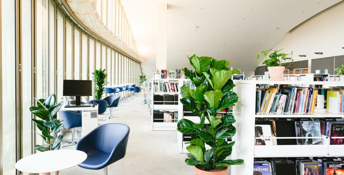 ficus lyrata