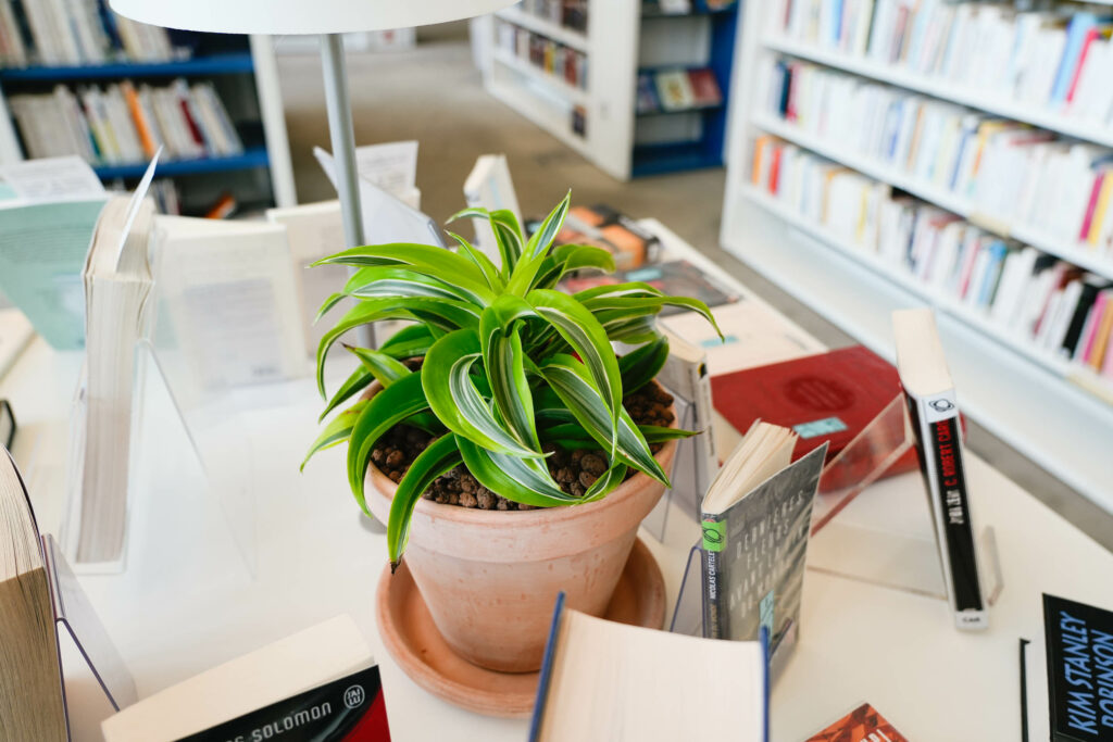 petite plante librairie